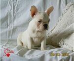 Small Photo #6 French Bulldog Puppy For Sale in BLUE MOUND, TX, USA