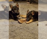 Small Photo #4 German Shepherd Dog Puppy For Sale in CLOVERDALE, IN, USA