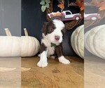 Small Photo #3 Sheepadoodle Puppy For Sale in HUNTINGTON BEACH, CA, USA