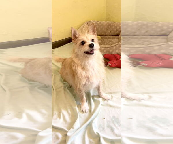 Medium Photo #4 Mutt Puppy For Sale in Weston, FL, USA