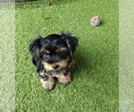 Small #2 Mutt