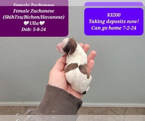Havanese-Zuchon Mix Puppy for Sale in TUCSON, Arizona USA