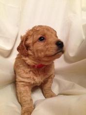Goldendoodle Puppy for sale in FOWLER, IN, USA