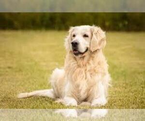 Mother of the Golden Retriever puppies born on 10/01/2023