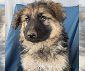 King Shepherd Puppy for sale in PEACH SPRINGS, AZ, USA