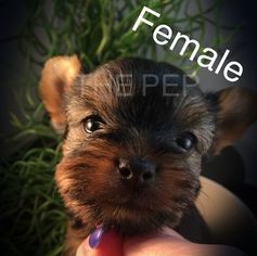 Yorkshire Terrier Puppy for sale in CULPEPER, VA, USA