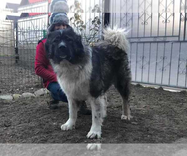Medium Photo #4 Caucasian Shepherd Dog Puppy For Sale in Zarnesti, Brasov, Romainia