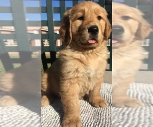 Golden Retriever Puppy for sale in SANTA ANA, CA, USA