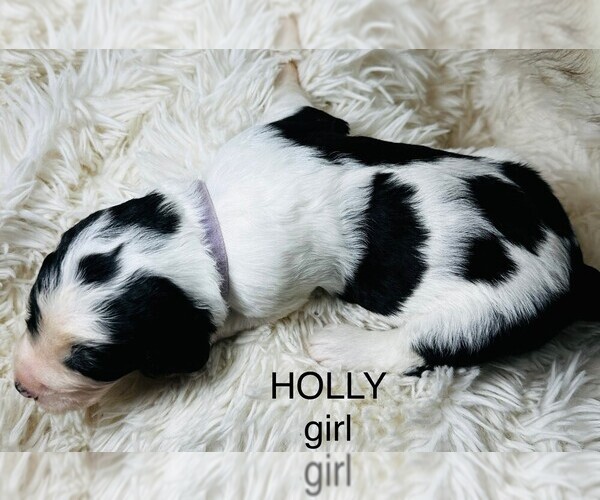 Medium Photo #13 Sheepadoodle Puppy For Sale in BUFFALO, MN, USA