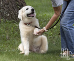 Small Photo #1 Golden Pyrenees Puppy For Sale in ELLENBORO, NC, USA