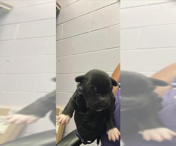 Medium Photo #1 Labrador Retriever-Unknown Mix Puppy For Sale in Corpus Christi, TX, USA