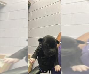 Labrador Retriever-Unknown Mix Dogs for adoption in Corpus Christi, TX, USA
