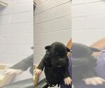 Small Labrador Retriever Mix