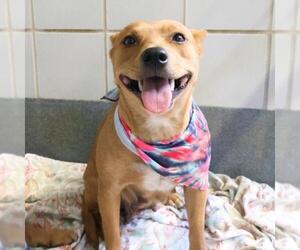 Mutt Dogs for adoption in San Antonio, TX, USA