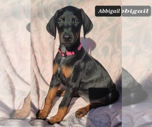 Doberman Pinscher Puppy for sale in POMEROY, OH, USA