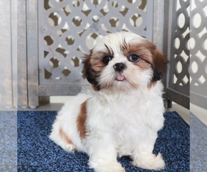 Shih Tzu Puppy for sale in MOUNT VERNON, OH, USA