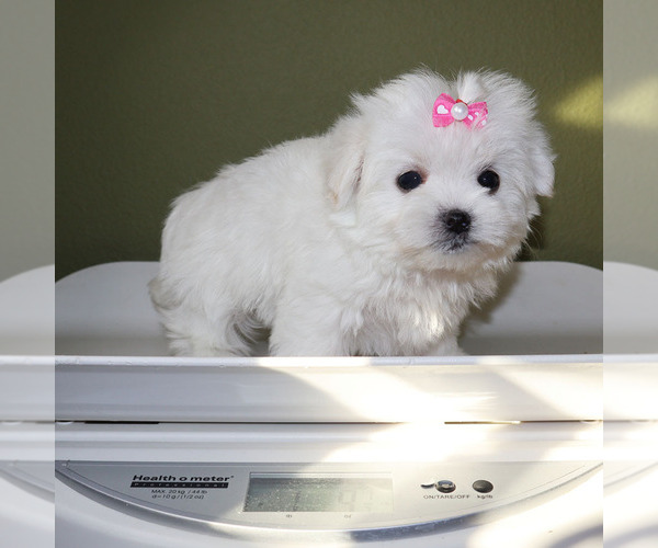 Medium Photo #5 Maltese Puppy For Sale in LOS ANGELES, CA, USA