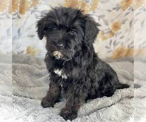 Schnoodle (Miniature) Puppy for sale in MIDDLESEX, NY, USA