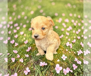 Medium Goldendoodle mix (+ Poodle Toy)