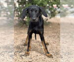Small Doberman Pinscher-Labrador Retriever Mix