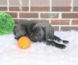 Great Dane Puppy for sale in GOSHEN, IN, USA