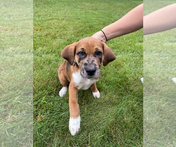 Medium Photo #2 Mutt Puppy For Sale in Duluth, MN, USA