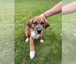 Small #1 Mutt