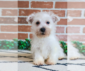 West Highland White Terrier Puppy for sale in SYRACUSE, IN, USA