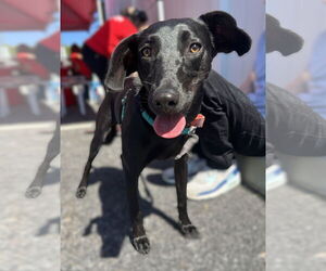 Dachshund-Unknown Mix Dogs for adoption in Wakefield, RI, USA