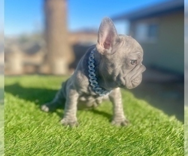 Medium Photo #15 French Bulldog Puppy For Sale in TUCSON, AZ, USA