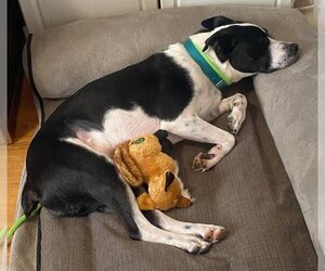 Kubo Lonestar - Male Border Collie Dog for Adoption - Photo #6