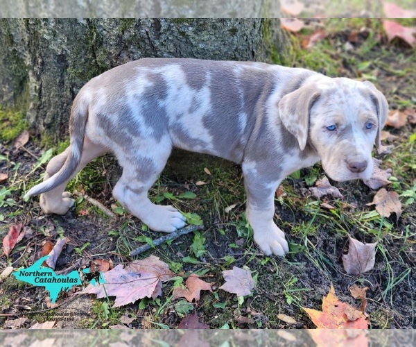 Medium Photo #2 Catahoula Leopard Dog Puppy For Sale in MORAN, MI, USA