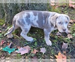 Small #1 Catahoula Leopard Dog