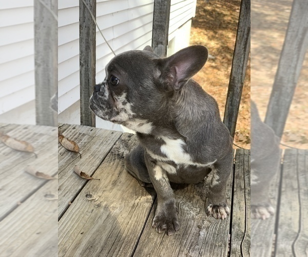Medium Photo #4 French Bulldog Puppy For Sale in BUSHKILL, PA, USA