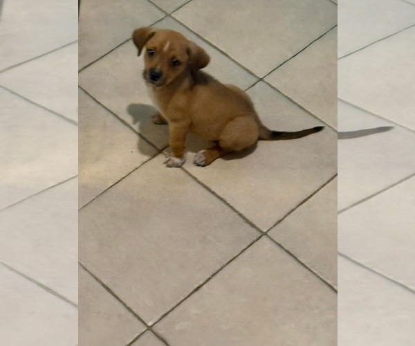 Medium Photo #9 Puggle Puppy For Sale in pomfret, CT, USA