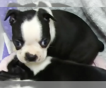 Puppy Ryan Boston Terrier