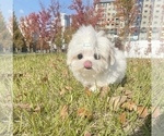 Small #3 Maltese