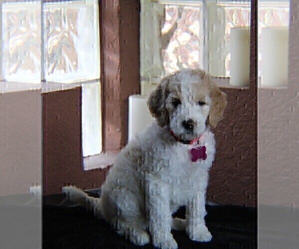 Medium Photo #5 Goldendoodle Puppy For Sale in BRANDON, FL, USA