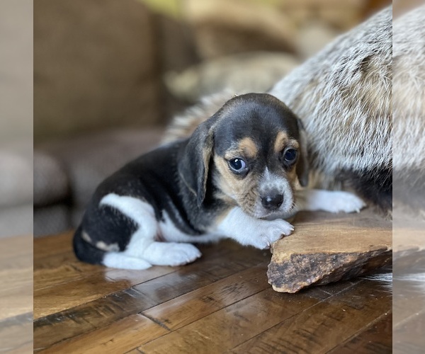 Medium Photo #9 Beagle Puppy For Sale in FORDLAND, MO, USA