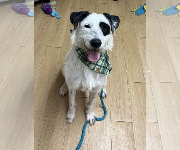 Medium Photo #3 Mutt Puppy For Sale in Rockaway, NJ, USA