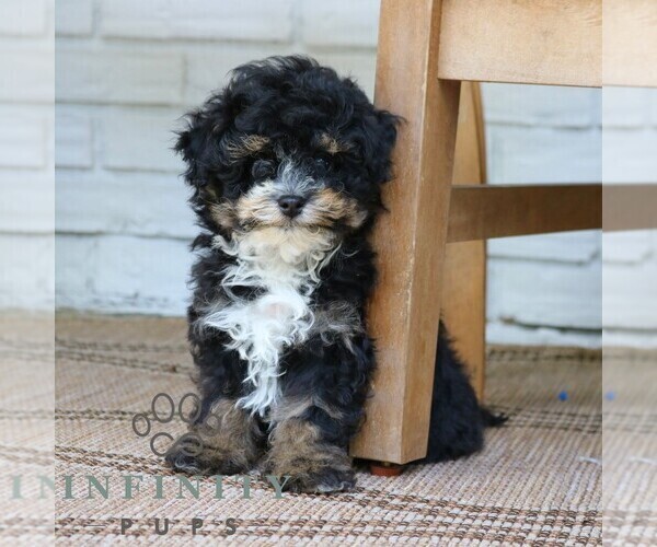 Medium Photo #5 Bernedoodle (Miniature) Puppy For Sale in PARADISE, PA, USA