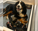Small Photo #13 Bernese Mountain Dog Puppy For Sale in ENOCH, UT, USA