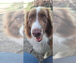 Small #4 Australian Shepherd