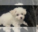 Small #6 Bichon Frise