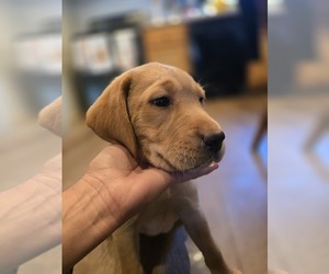 Labrador Retriever Puppy for sale in APPOMATTOX, VA, USA