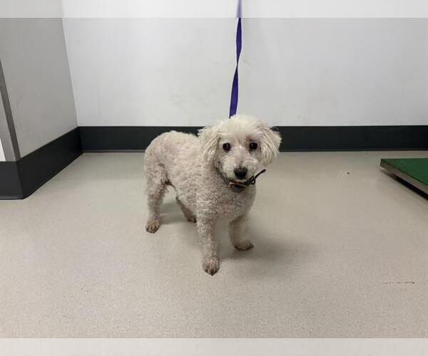 Medium Photo #1 Poodle (Miniature) Puppy For Sale in Corona, CA, USA