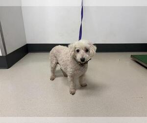 Poodle (Miniature) Dogs for adoption in Corona, CA, USA