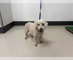 Small Poodle (Miniature)