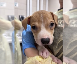 Mutt Dogs for adoption in Las Vegas, NV, USA