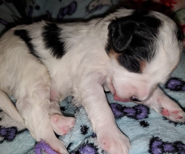 Medium Photo #16 Bernedoodle (Miniature) Puppy For Sale in LEETONIA, OH, USA